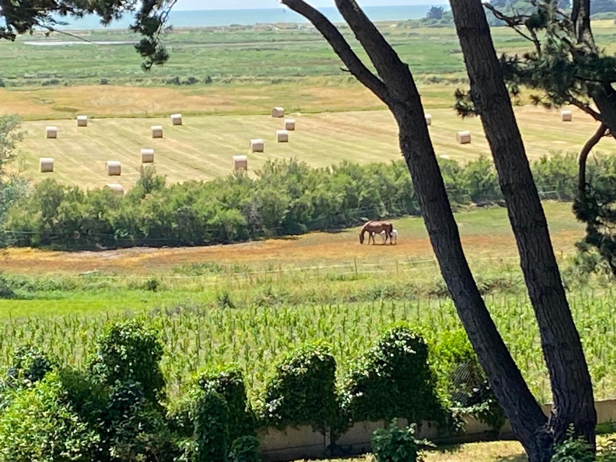 Villa Vieilles Vignes Vue Mer Billiers Eksteriør billede